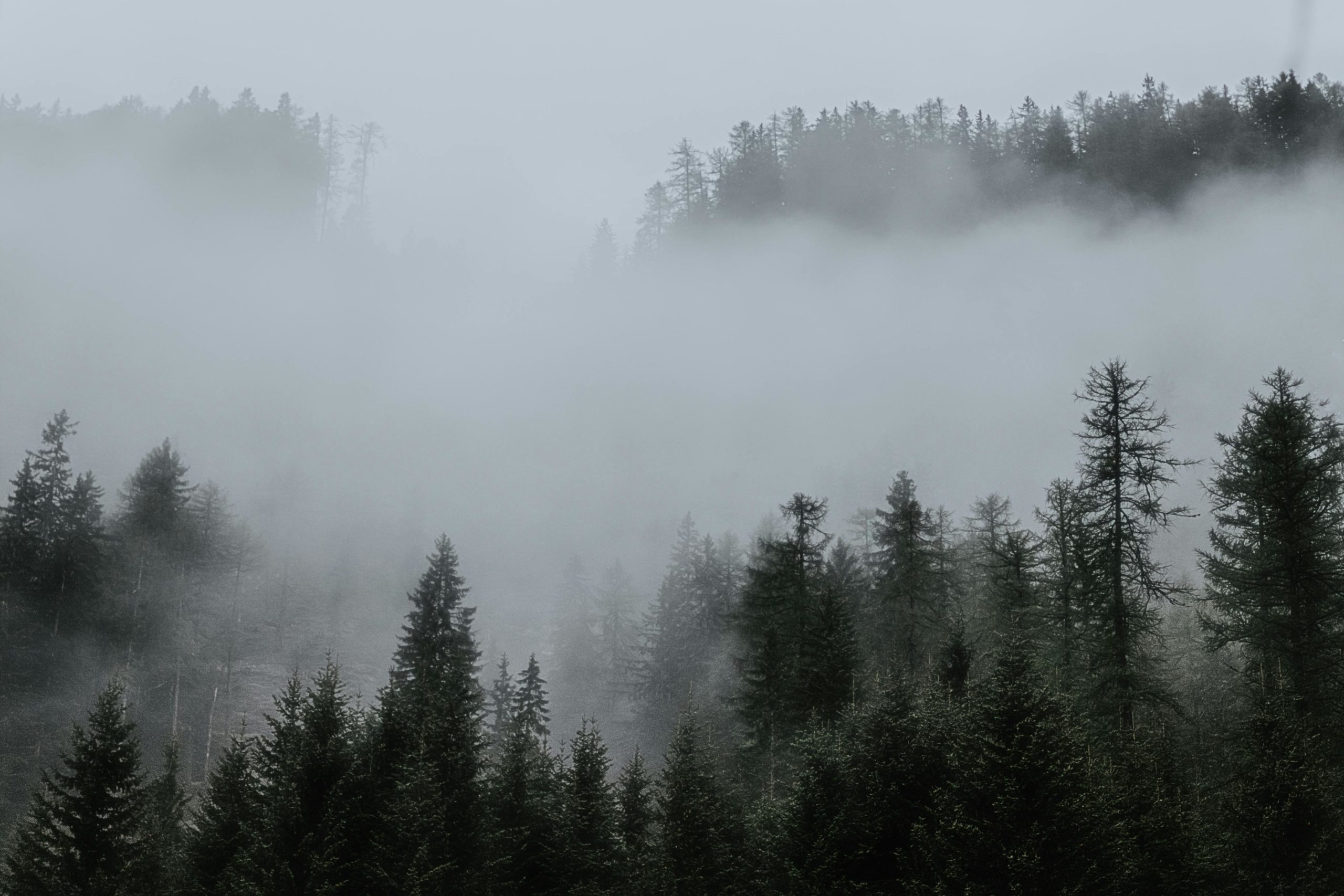 Foggy Forest
https://www.pexels.com/photo/trees-surrounded-by-fogs-in-the-forest-1287083/
